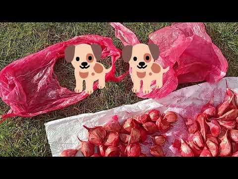 Видео: 🔵САДЖАЮ🧄ЧАСНИК🧄З НОВИМ ПІДХОДОМ!🟡 #оброблення/максим/оздоровлення грунту/триходерма#