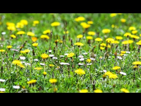 Видео: Богач, выглянув в окно и увидев, как маленький маль