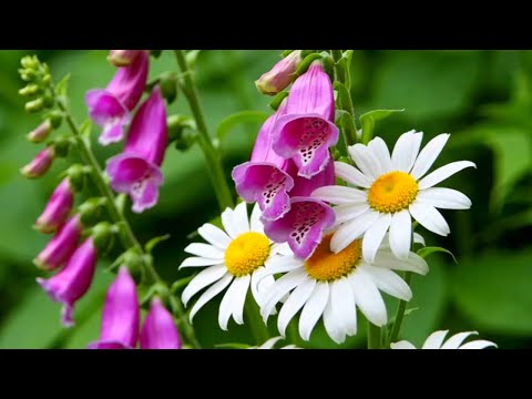 Видео: Целительная музыка для души и тела — самая добрая и красивая мелодия