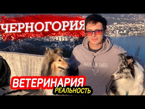 Видео: Правда о ветеринарных услугах в Черногории - личный опыт