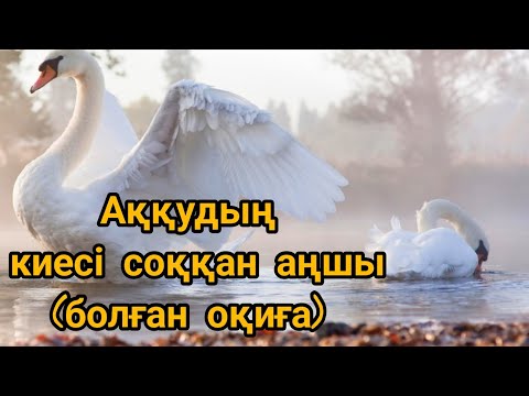 Видео: АҚҚУДЫҢ КИЕСІ СОҚҚАН АҢШЫ (болған оқиға) #әңгімелер #аққулар#аңшылық#аңшы