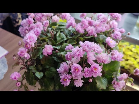 Видео: Фиалки трейлеры. Целое море цветов 🤩💃.