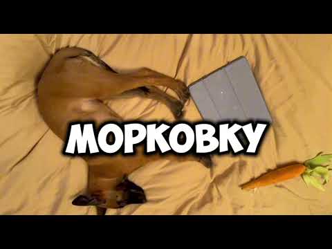 Видео: Всем спокойной ночи! #собака #малинуа #юмор 