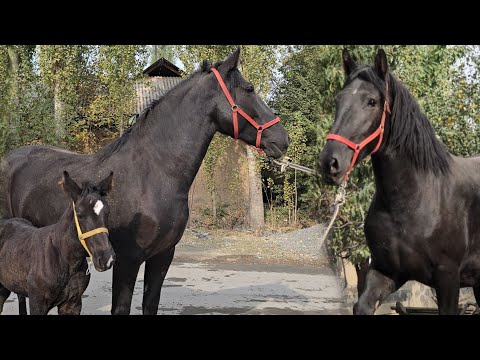 Видео: ЧЫКТЫ САТЫЛДЫ 