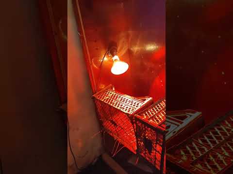 Видео: Клітка для перепелів...