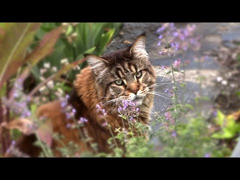 Видео: Лето на озере в горах. Мейн-кун кот Вилли балдеет на даче. Июльский сад