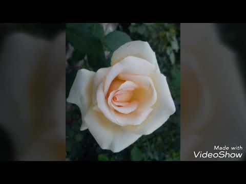 Видео: Фахриддин Ҷалолов МУСУЛМОНИ