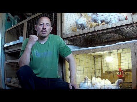 Видео: (ч.12)Выращивание бройлеров в домашних условиях. Вес бройлера в 26 дней.
