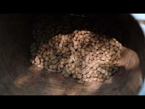 Видео: Сбор урожая арахиса Гора никогда не разочаровывает трудолюбивых людей!