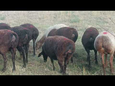 Видео: 2450 сомони савдо шуд  рафт шахритуз