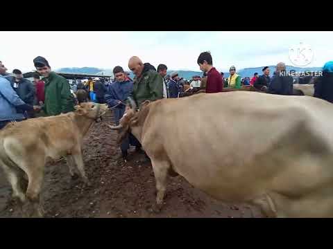 Видео: Молбозори Ёвон якшанбе 👍👍👍бзанен 2024