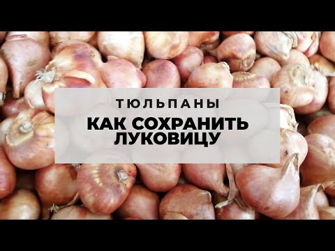 Видео: Хранение луковицы. Как не запороть будущую выгонку