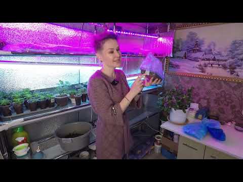 Видео: ВАЖНЫЕ СОВЕТЫ ПЕРЕД ПОСЕВОМ СЕМЯН НА РАССАДУ.2022