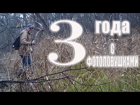 Видео: 3 ГОДА с ФОТОЛОВУШКАМИ, мой ОПЫТ съёмки ДИКИХ ЖИВОТНЫХ