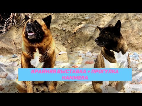 Видео: Крайняя выставка + прогулка Hammera