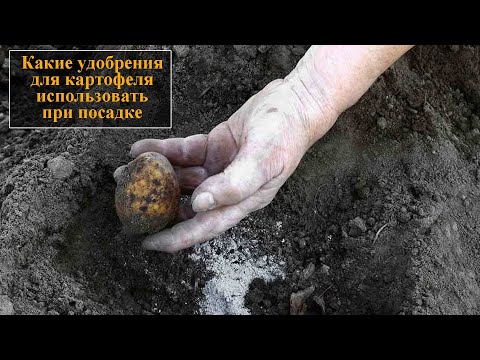 Видео: Удобрение для картофеля при посадке