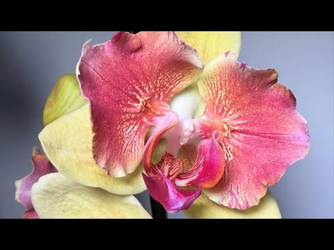 Видео: Развитие «проблемных» орхидей. Осмотр при поливе 🦋💛