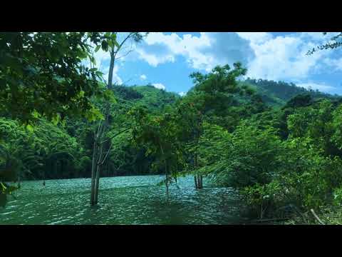 Видео: Горски поток 4k. Бял шум за сън. Звуци от природата,птичи песни~ Релаксиращи звуци,медитация