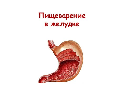 Видео: Пищеварение в желудке