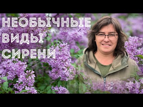 Видео: Как продлить цветение сирени?