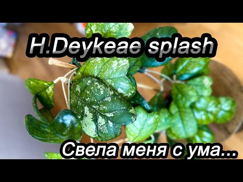 Видео: Hoya Deykeae splash- свела меня с ума...