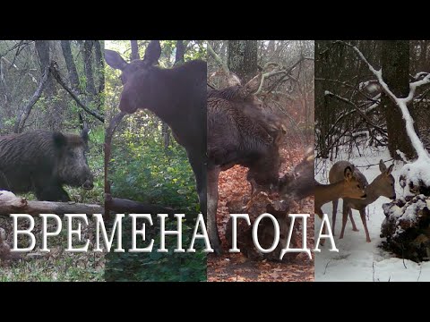 Видео: ВРЕМЕНА года на солонце  ФОТОЛОВУШКА в лесу