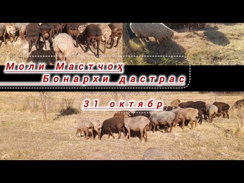 Видео: 💥Молхои Мастчоҳ 💥успет_к бача 💥38 сар 💥