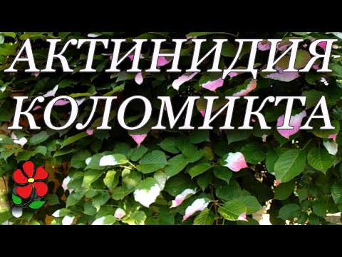 Видео: Актинидия коломикта - вкусная и красивая!
