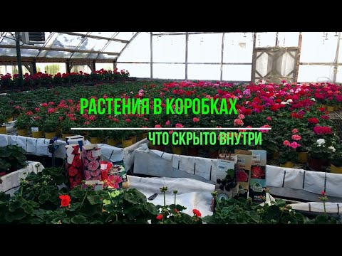 Видео: Что внутри растений в коробках  Вся правда о корневой системе