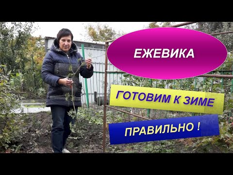 Видео: ЕЖЕВИКА | ПОДГОТОВКА К ЗИМЕ | ОСНОВНЫЕ ПРАВИЛА