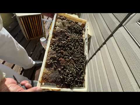 Видео: Как правильно собрать прополис - collecting propolis