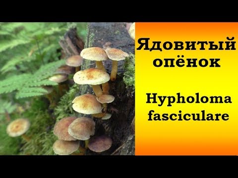 Видео: Ядовитый Опёнок  серно-жёлтый - Hypholoma fasciculare
