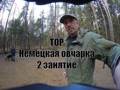 Видео: Немецкая овчарка Тор, 5 месяцев. 2 занятие.