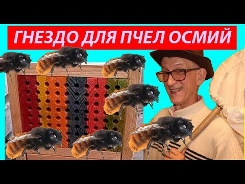 Видео: Как Разводить Диких Пчел Осмий? Искусственное Гнездо Осмий. Nest for Bees Osmia rufa, Osmia cornuta