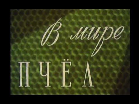 Видео: В мире пчел  - фильм 1953г