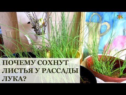 Видео: Почему сохнут листья у рассады лука? / Начало эксперимента