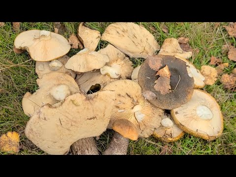 Видео: Ураааааааа ЧЁРНЫЕ ГРУЗДИ пошли. Грибы в Германии. 