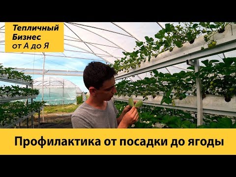 Видео: От посадки до ягоды. Профилактика болезней и вредителей на клубнике.