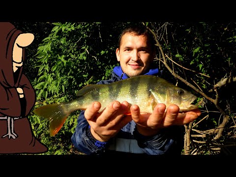 Видео: Вот это Окунь! Рыбалка на донки с берега реки Сок, крупные Окуни, Голавли и т.д
