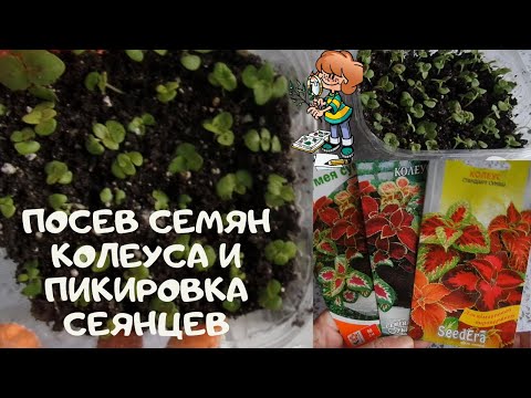 Видео: Выращивание колеуса  с посева семян  и  первая пикировка сеянцев