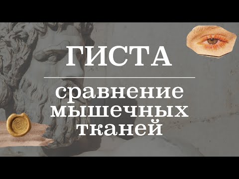 Видео: Классификация и сравнение мышечных тканей | Гистология