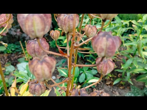 Видео: Насіння лілій.