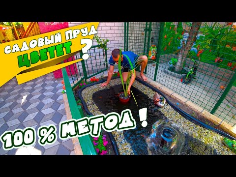 Видео: Пруд цветет, что делать? Метод кристально чистого пруда!
