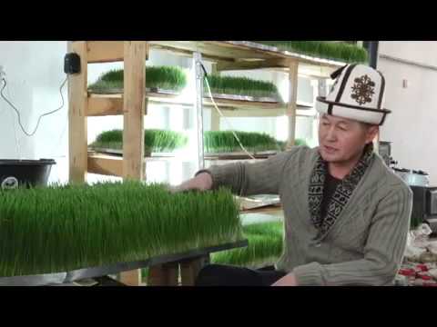 Видео: Гидропоника Кыргызстан #1