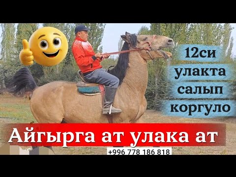 Видео: Айгырга алсанар деле пайдасы бар ото чон