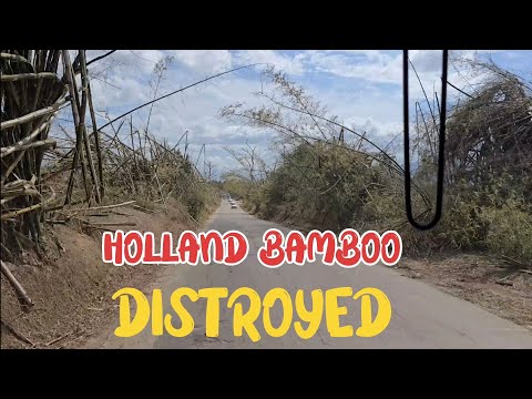 Видео: ГОЛЛАНДСКИЙ БАМБУК УНИЧТОЖЕН МЕЛИССОЙ #МЕЛИССА #ЯМАЙКА