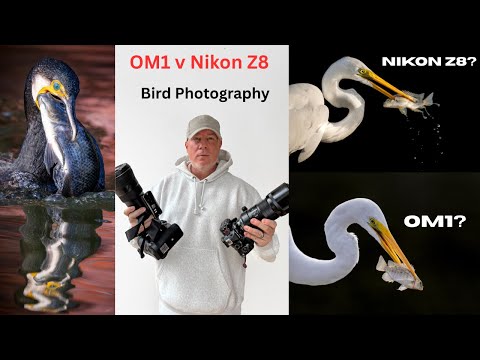 Видео: OM1 против Nikon Z8 | Что лучше для фотосъемки птиц?