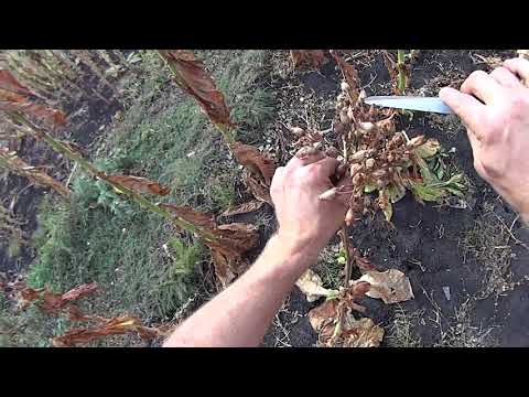 Видео: Собираю#Семена