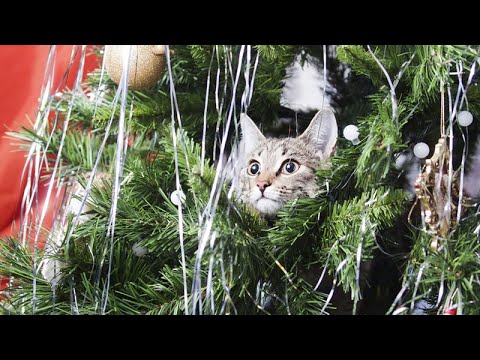 Видео: Новогодние опасности для кошек и собак