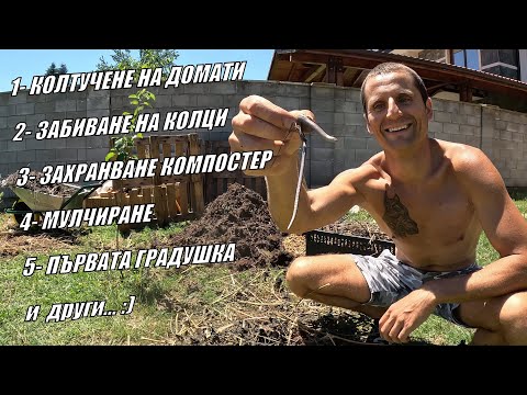 Видео: ЖИВОТ В ГРАДИНАТА 6 част - Колтучене на домати/Забиване на колци/ Мулчиране/ Захранване на компостер